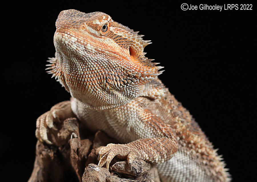 Bearded Dragon