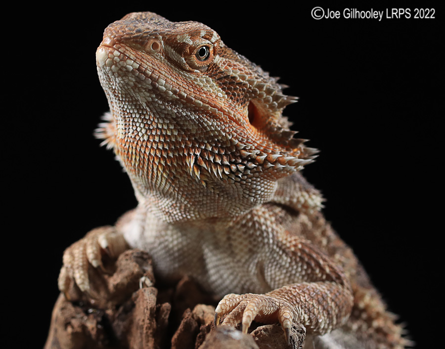 Bearded Dragon