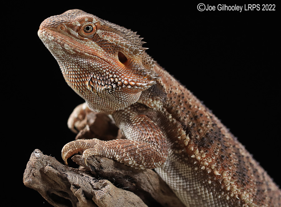 Bearded Dragon