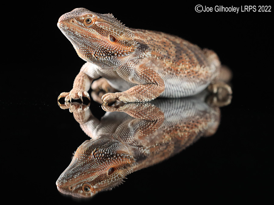 Bearded Dragon