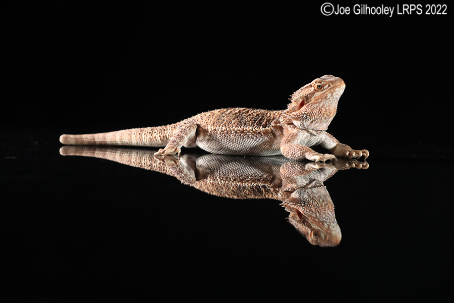 Bearded Dragon