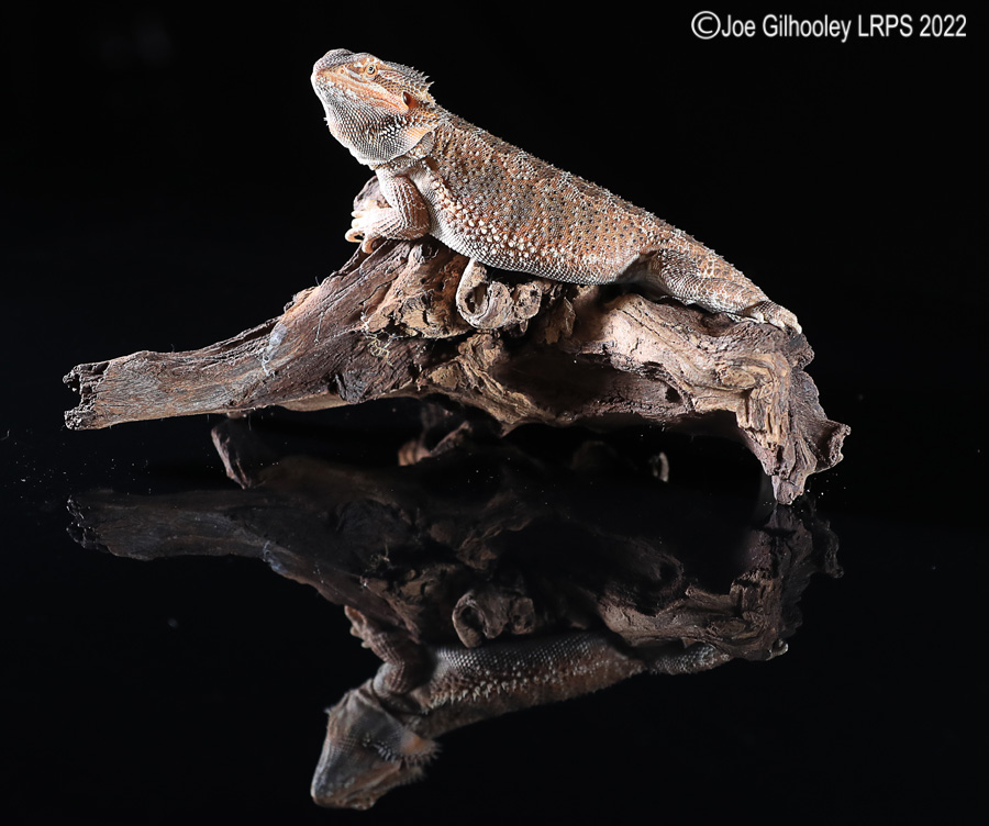 Bearded Dragon