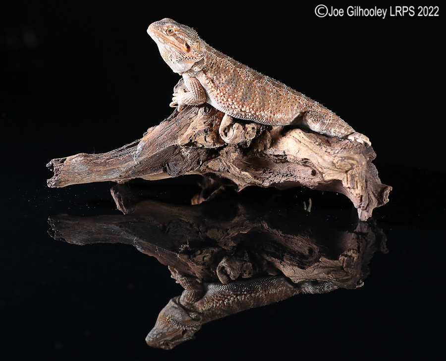 Bearded Dragon
