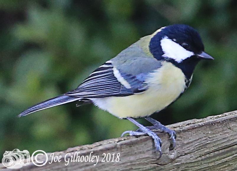 Great Tit in our garden