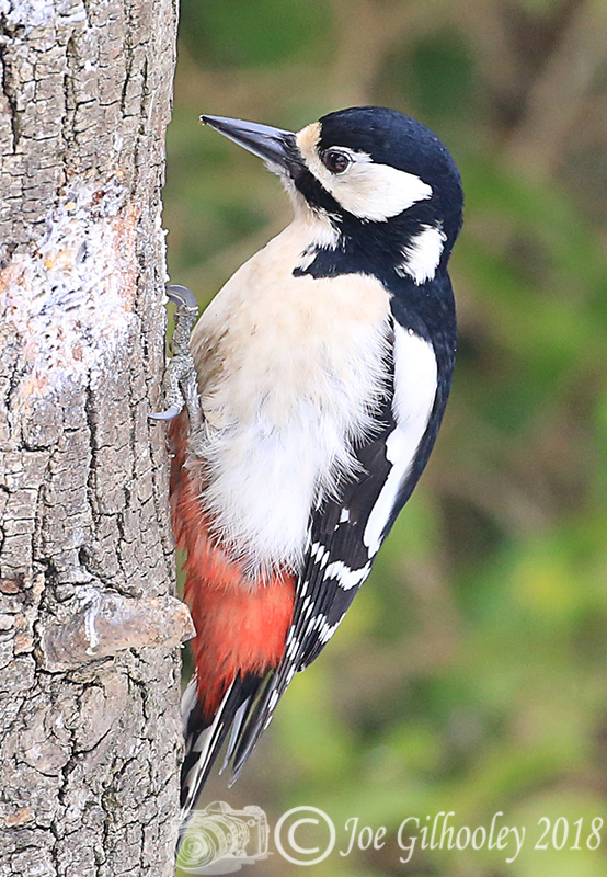 Great Spotted Woodpecker in our garden 