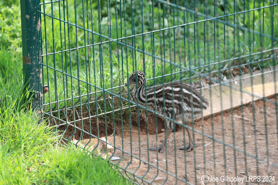 Bird Gardens Scotland at Oxton