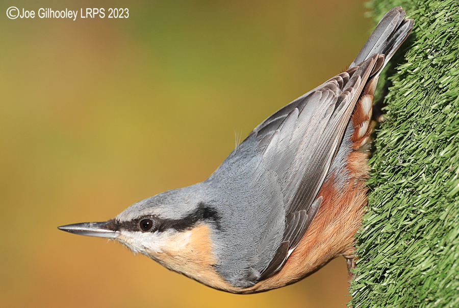 Bird Hide