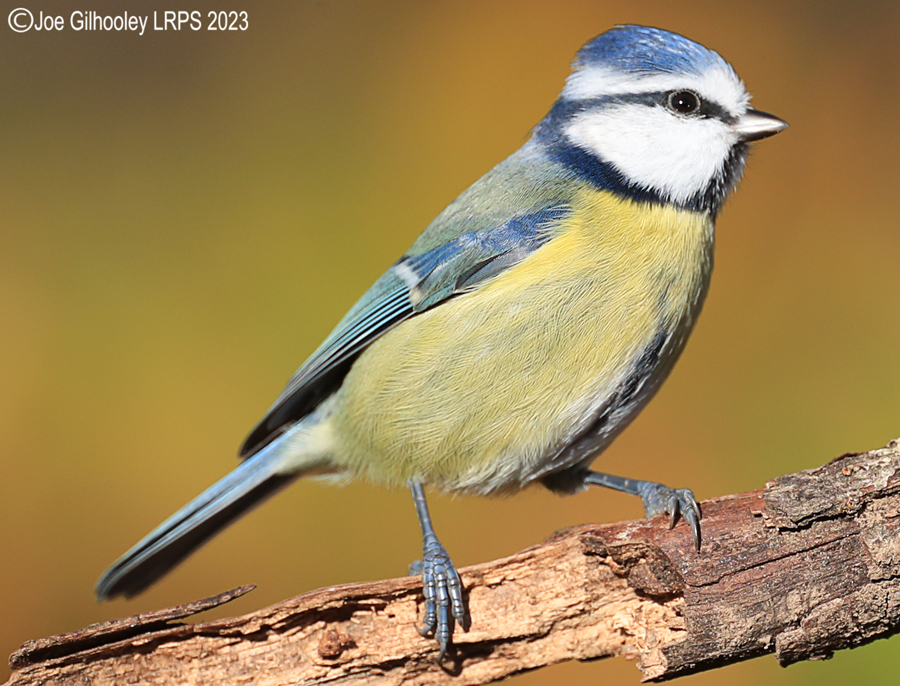 Bird Hide