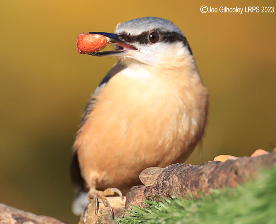 Bird Hide