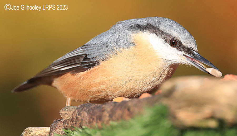 Bird Hide