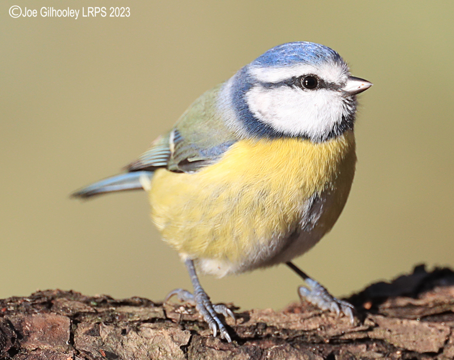 Bird Hide