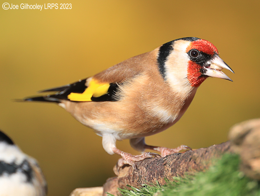 Bird Hide