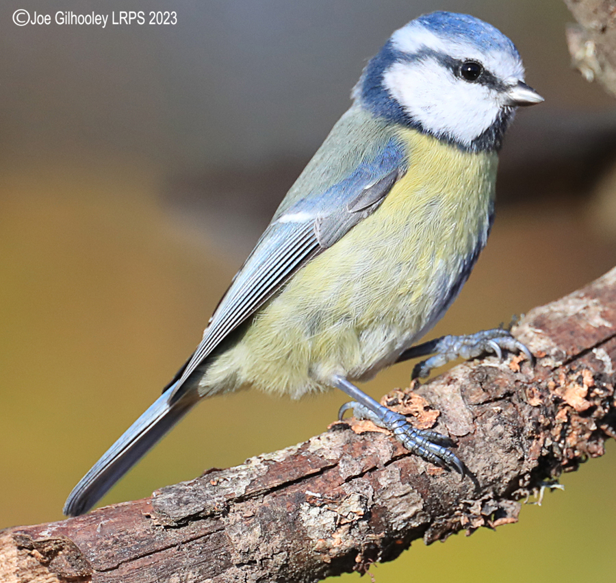 Bird Hide