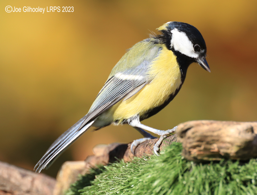 Bird Hide