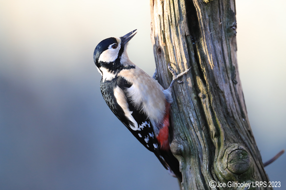 Visit to Ron McCombe's Wild Bird Hide
