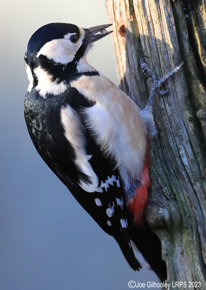 Visit to Ron McCombe's Wild Bird Hide