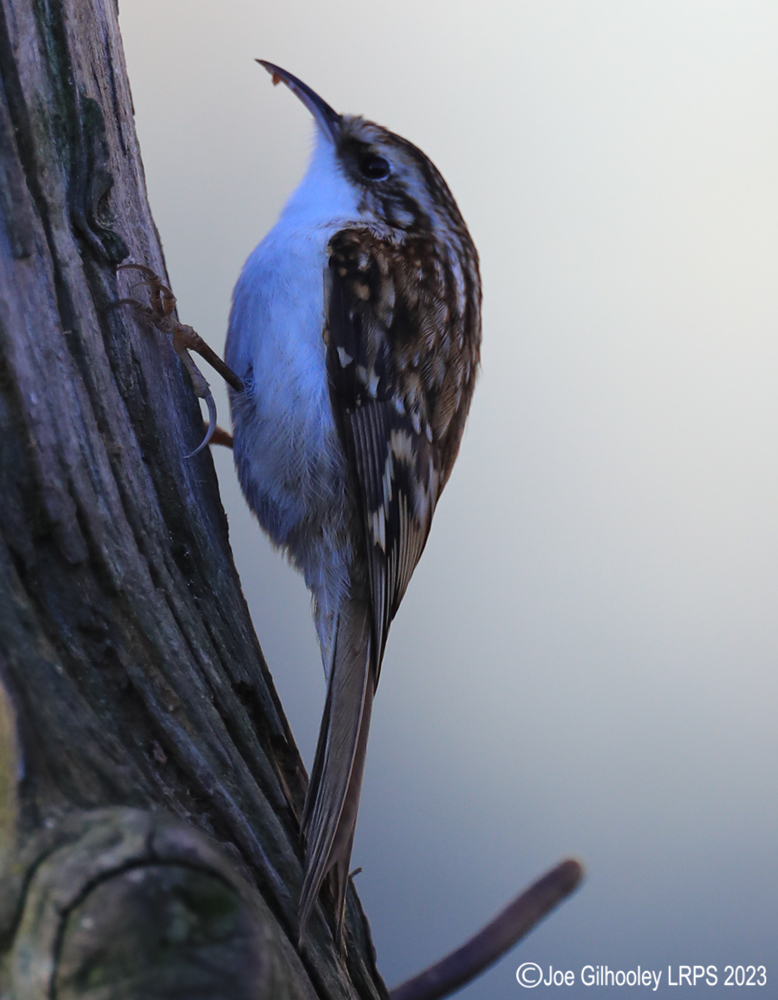 Visit to Ron McCombe's Wild Bird Hide