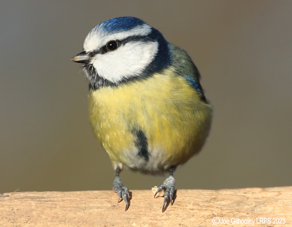 Visit to Ron McCombe's Wild Bird Hide