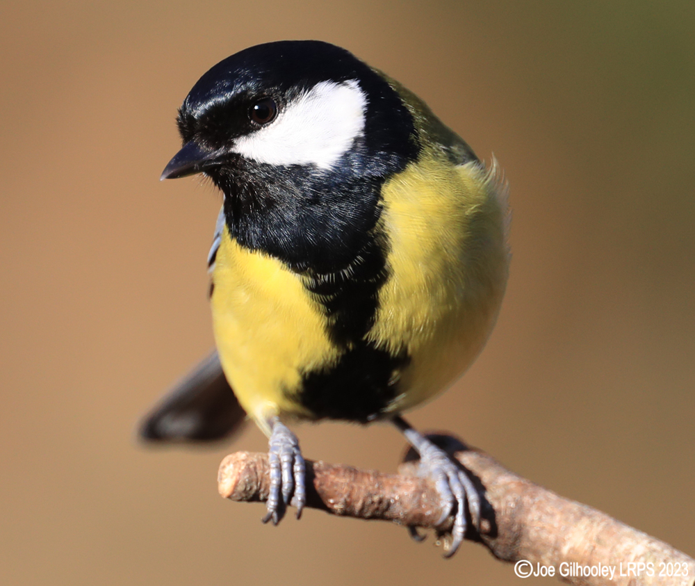 Visit to Ron McCombe's Wild Bird Hide