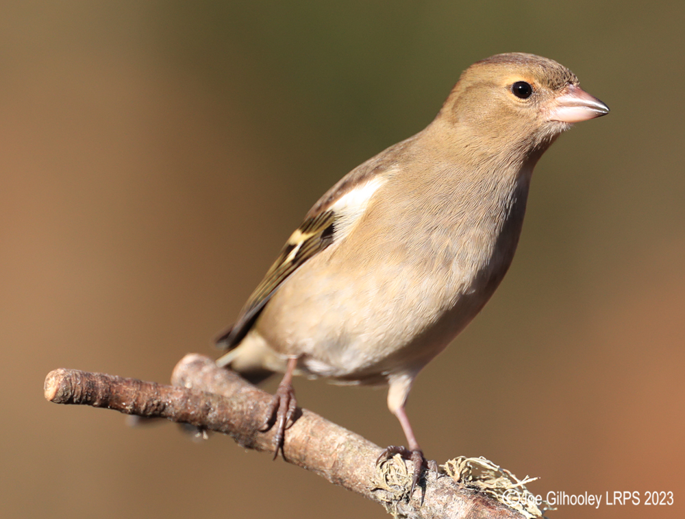 Visit to Ron McCombe's Wild Bird Hide
