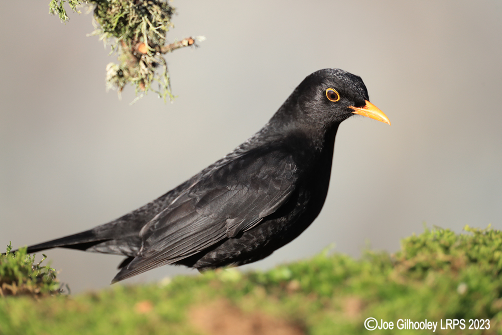 Visit to Ron McCombe's Wild Bird Hide
