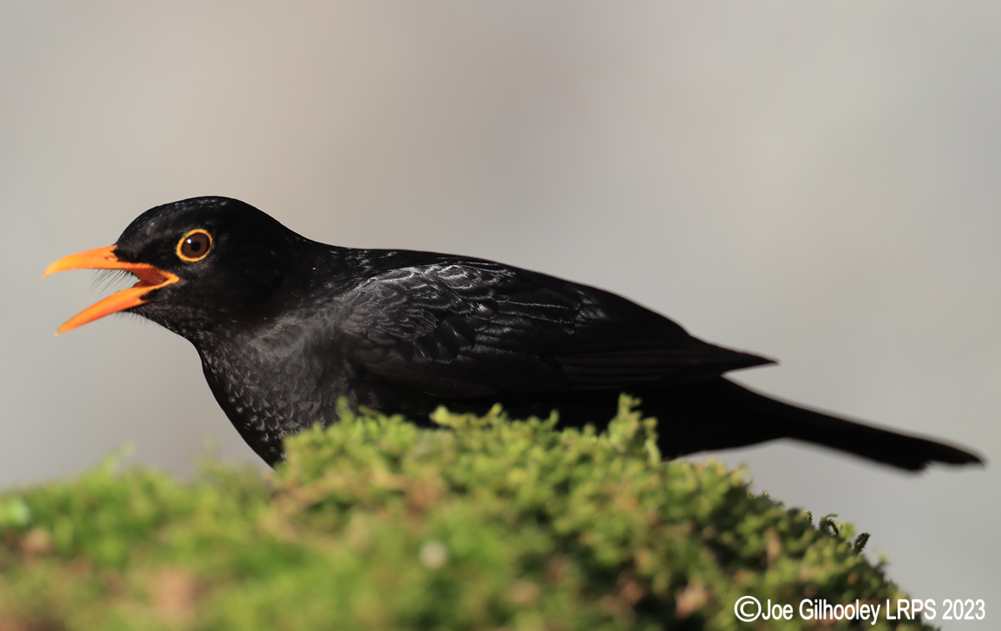 Visit to Ron McCombe's Wild Bird Hide