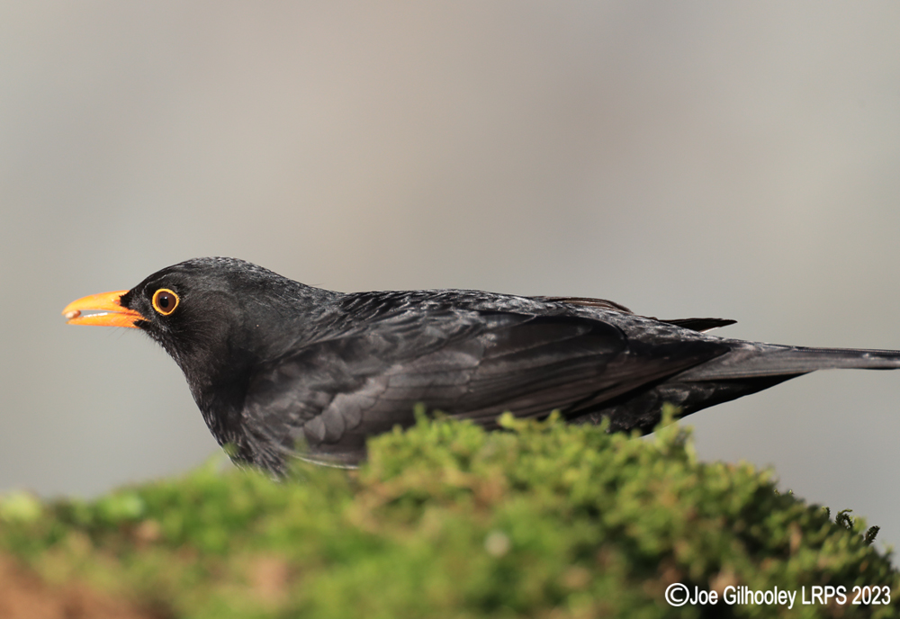 Visit to Ron McCombe's Wild Bird Hide