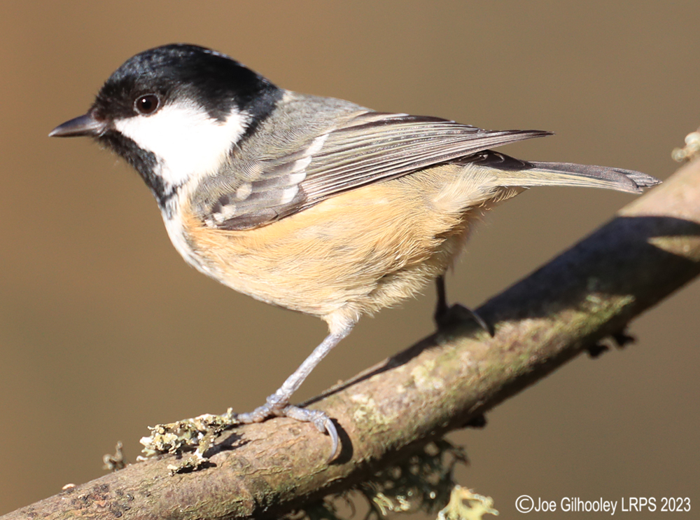 Visit to Ron McCombe's Wild Bird Hide