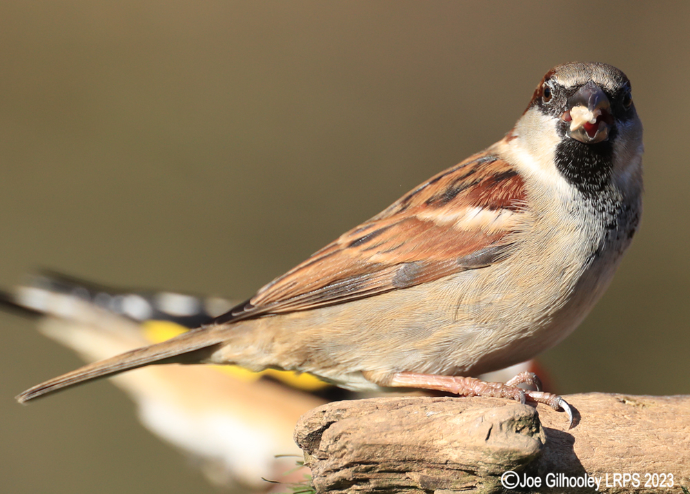 Visit to Ron McCombe's Wild Bird Hide