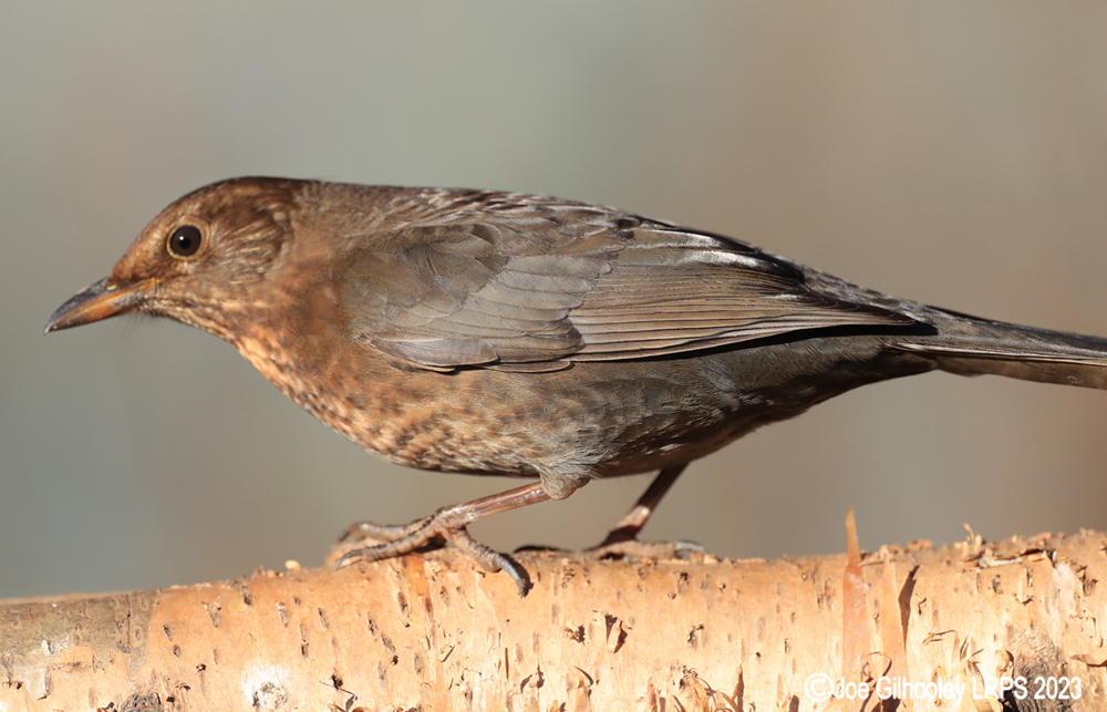 Visit to Ron McCombe's Wild Bird Hide