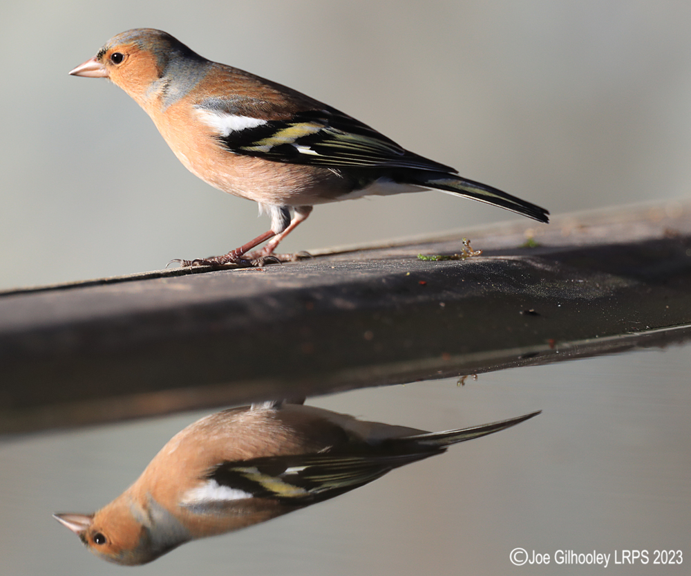 Visit to Ron McCombe's Wild Bird Hide