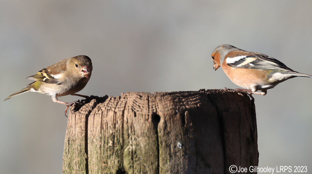 Visit to Ron McCombe's Wild Bird Hide