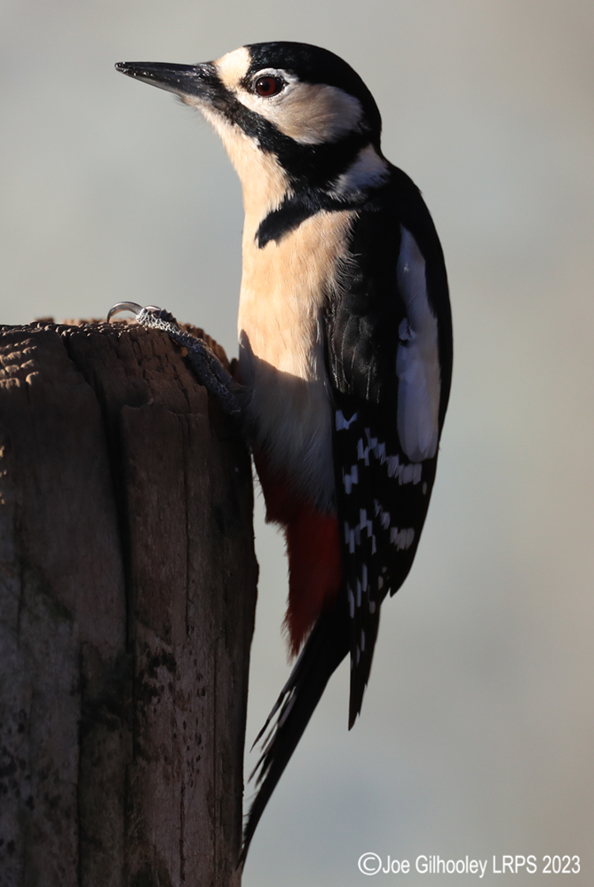 Visit to Ron McCombe's Wild Bird Hide