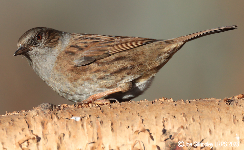 Visit to Ron McCombe's Wild Bird Hide