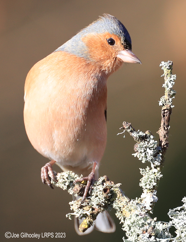 Visit to Ron McCombe's Wild Bird Hide