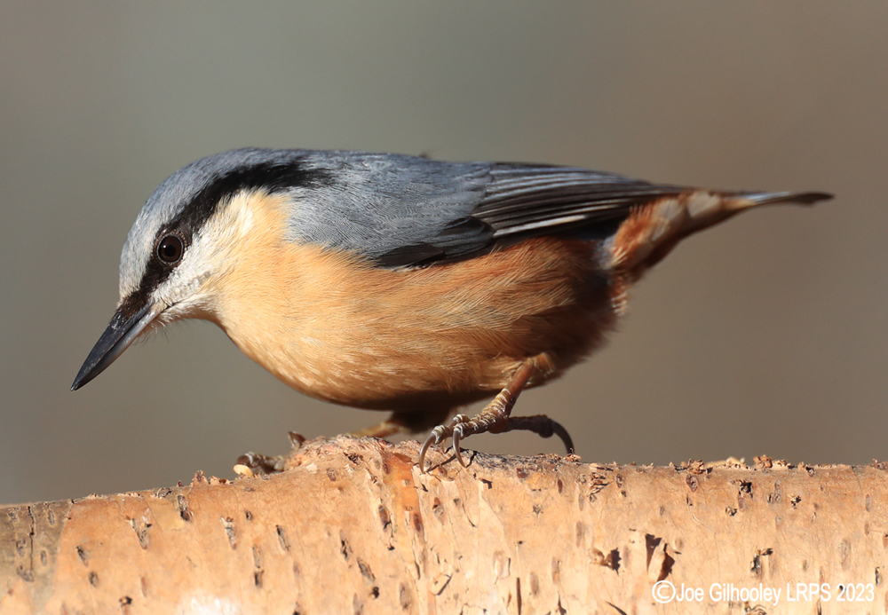 Visit to Ron McCombe's Wild Bird Hide