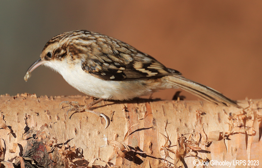 Visit to Ron McCombe's Wild Bird Hide