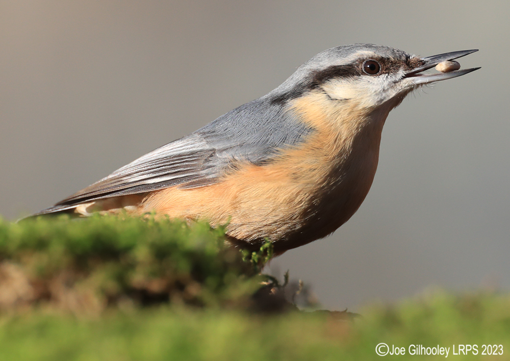 Visit to Ron McCombe's Wild Bird Hide