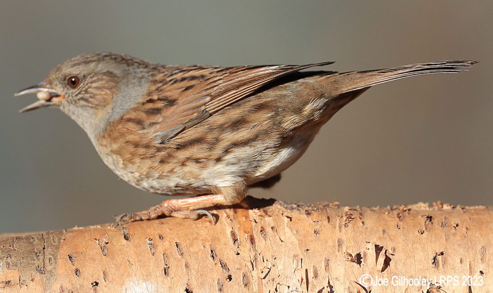 Visit to Ron McCombe's Wild Bird Hide