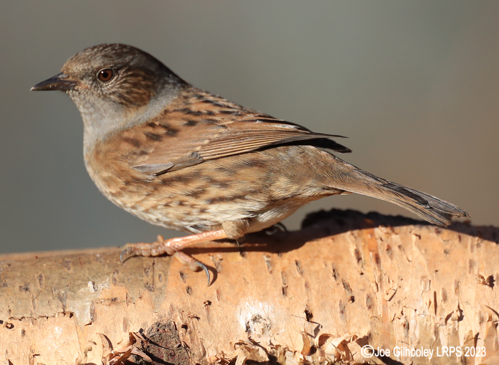 Visit to Ron McCombe's Wild Bird Hide