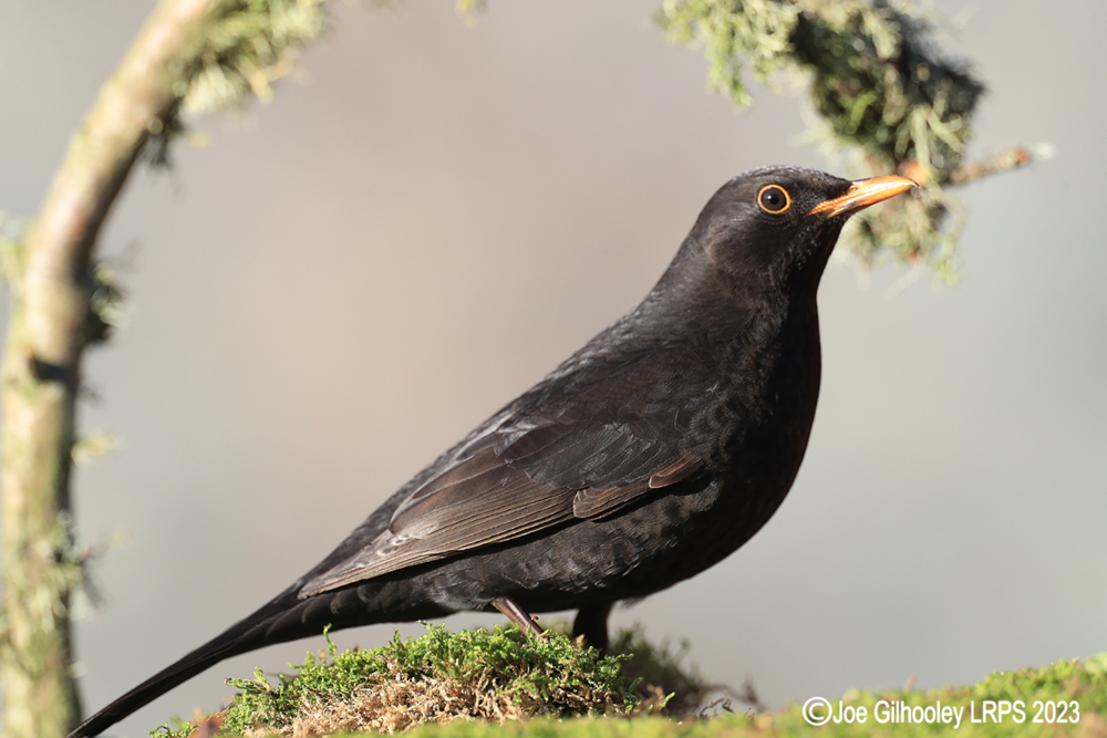 Visit to Ron McCombe's Wild Bird Hide