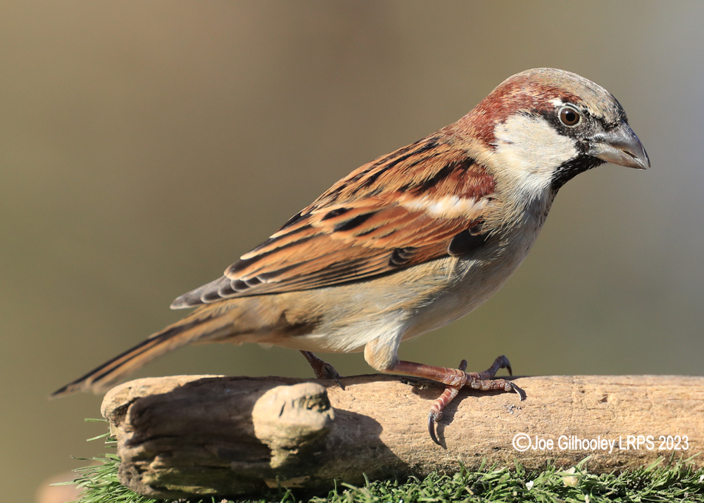 Visit to Ron McCombe's Wild Bird Hide