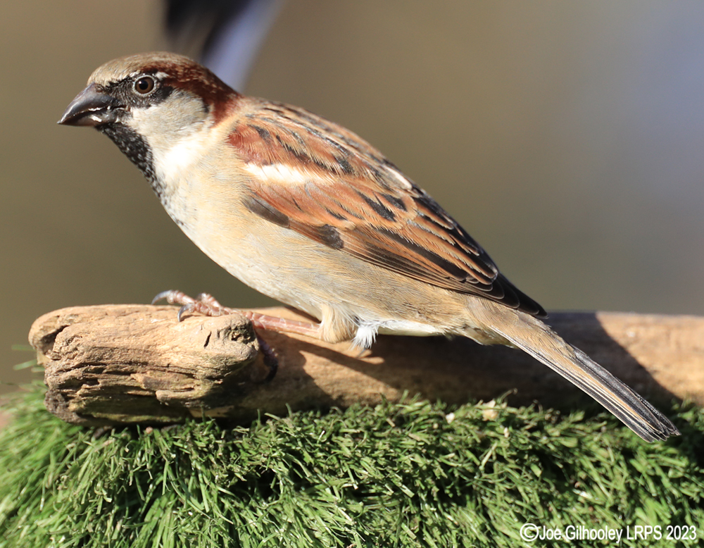 Visit to Ron McCombe's Wild Bird Hide