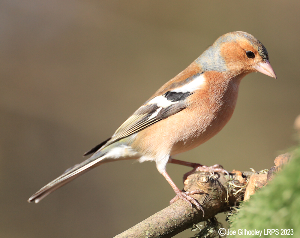 Visit to Ron McCombe's Wild Bird Hide