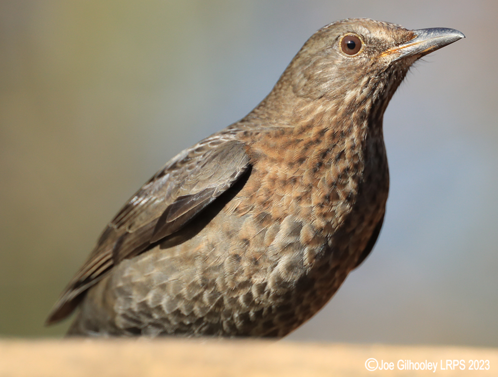 Visit to Ron McCombe's Wild Bird Hide