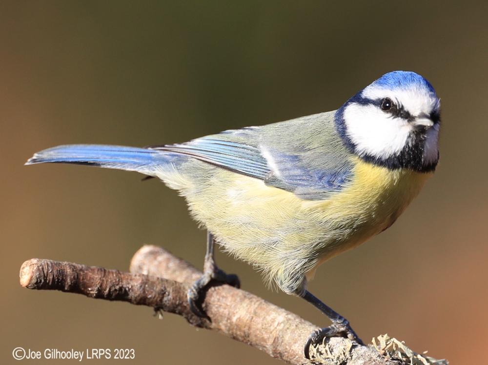 Visit to Ron McCombe's Wild Bird Hide