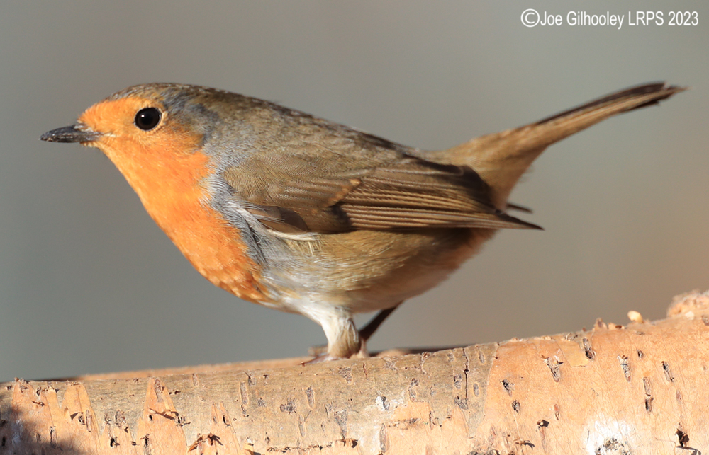 Visit to Ron McCombe's Wild Bird Hide