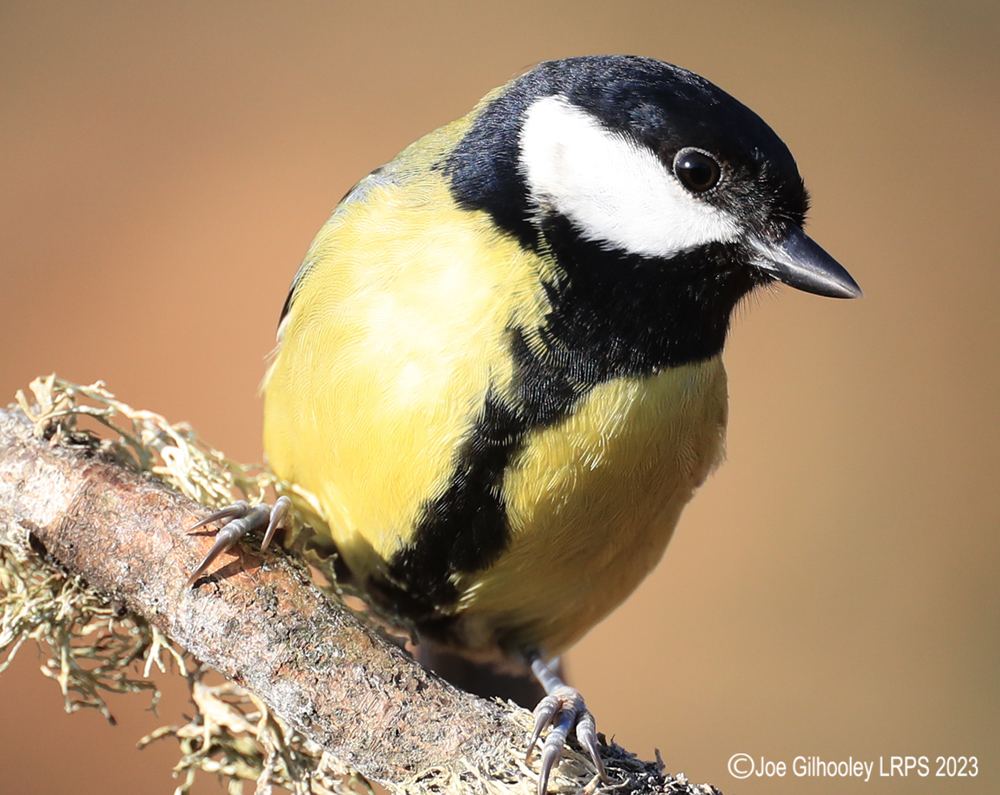 Visit to Ron McCombe's Wild Bird Hide