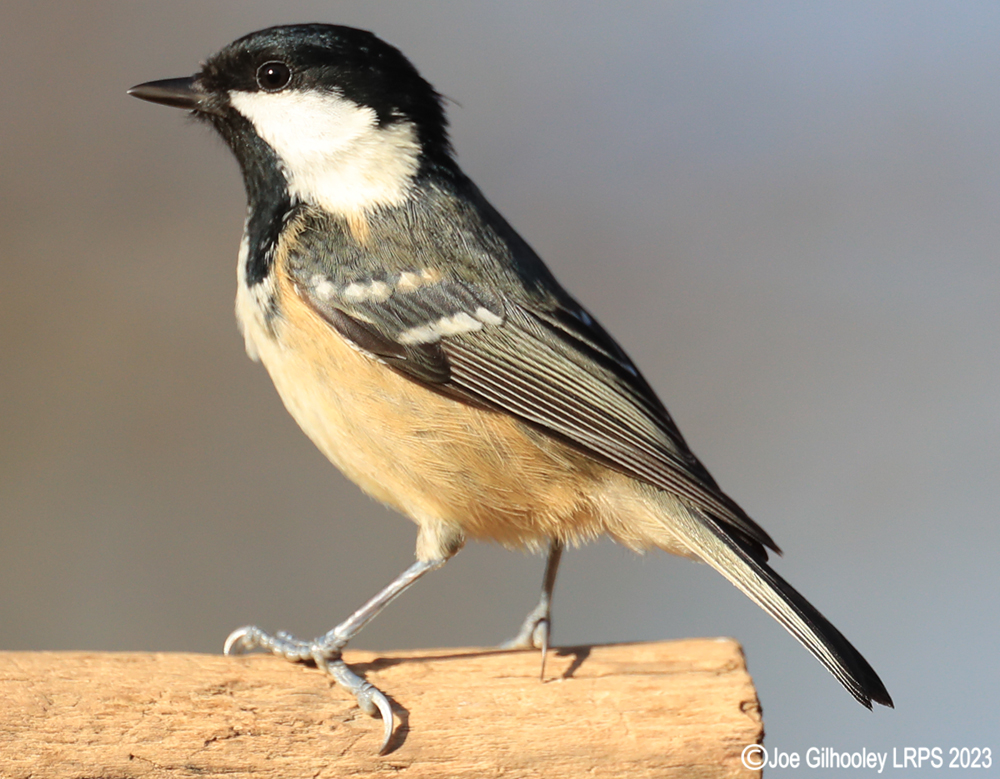 Visit to Ron McCombe's Wild Bird Hide