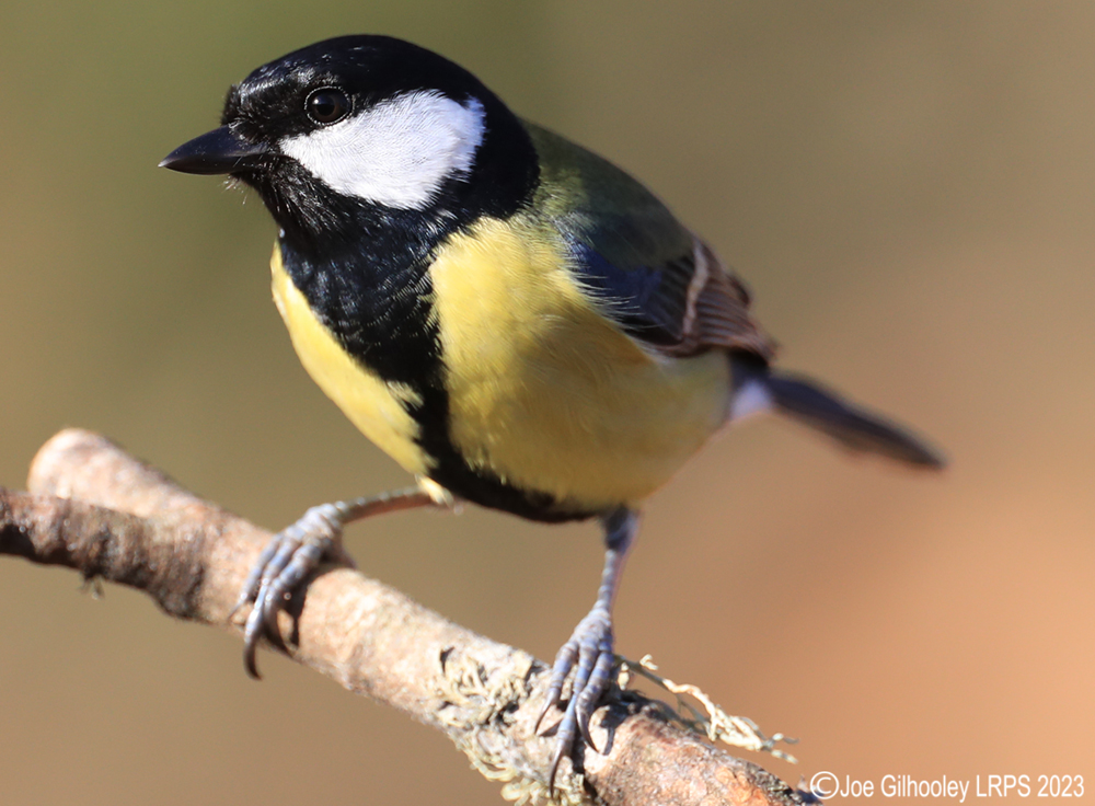 Visit to Ron McCombe's Wild Bird Hide